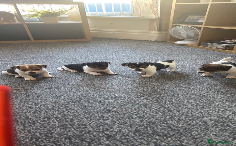Jack Russell dogs - Advert 3