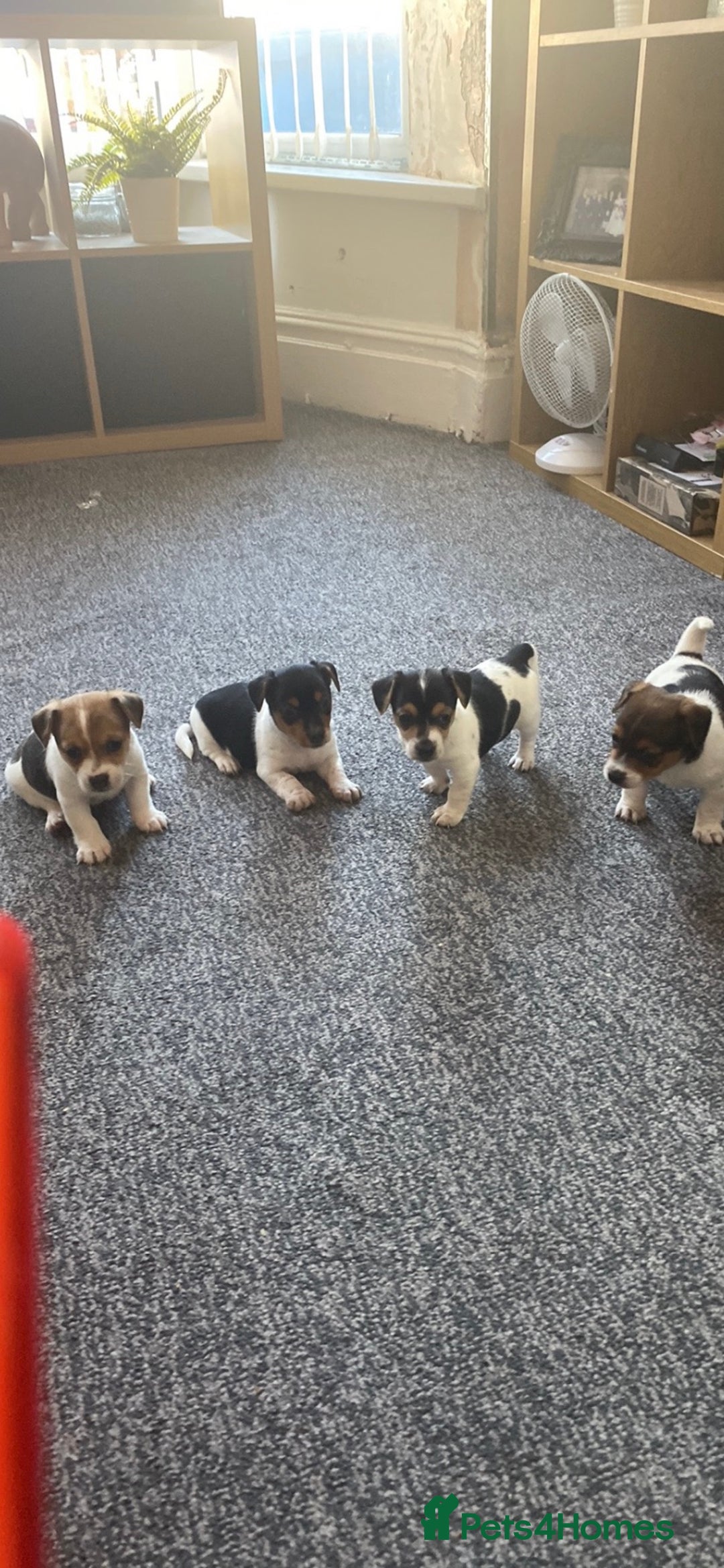 Jack Russell dogs for sale: Jack Russell  - Image 1