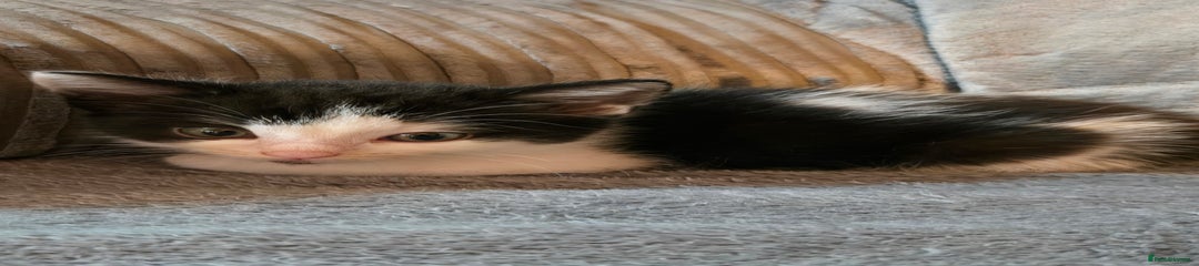 Mixed Breed Kitten 1