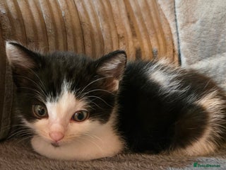 Mixed Breed cats Last boy left - Advert 1