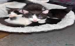 British Longhair cats for sale: Beautiful fluffy kitten’s - Image 9