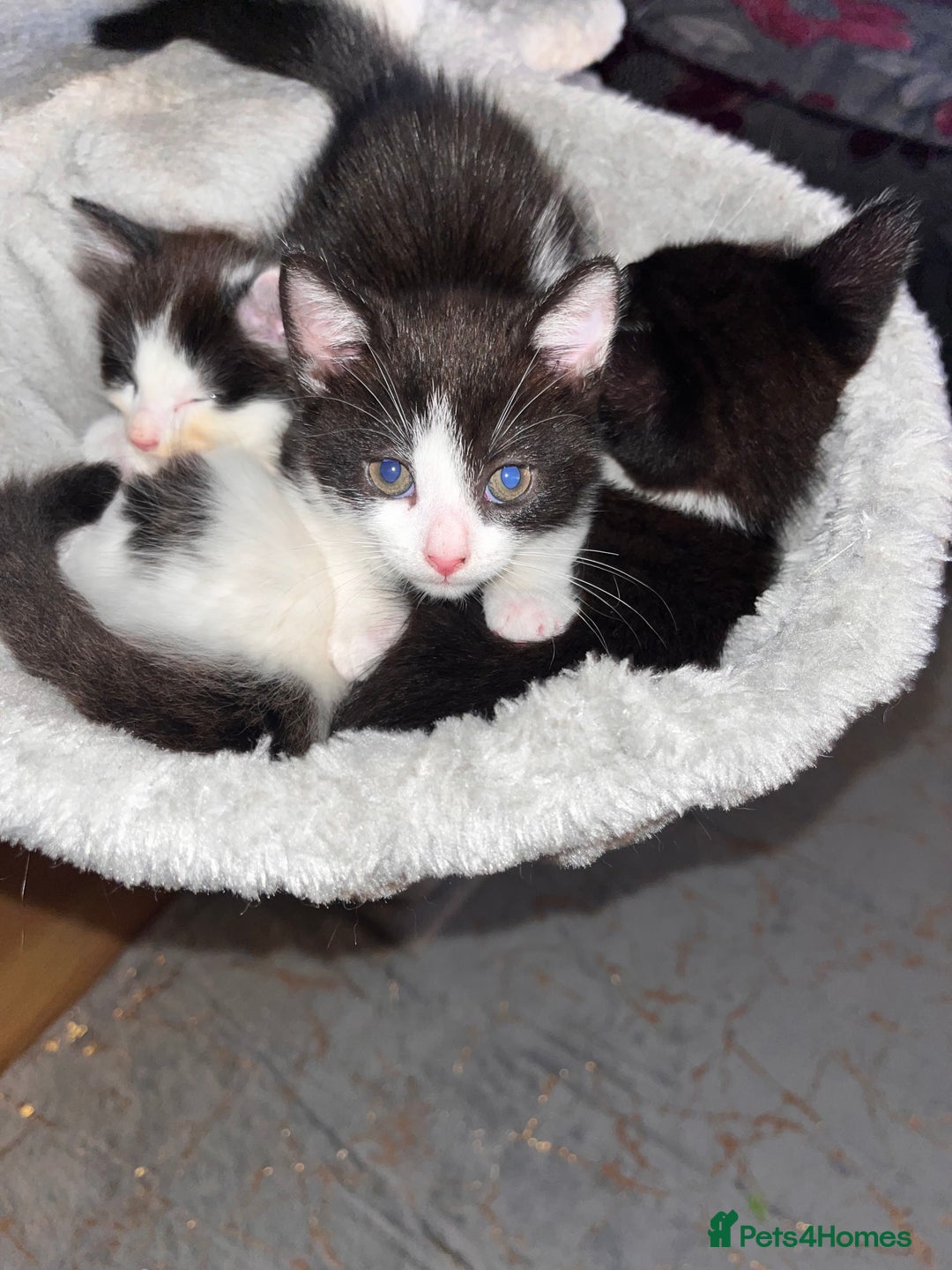 British Longhair cats for sale: Beautiful fluffy kitten’s - Image 9