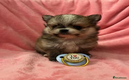 Pomchi dogs for sale: INCREDIBLE Thai/Korean pomchi READY 5th September  - Image 10