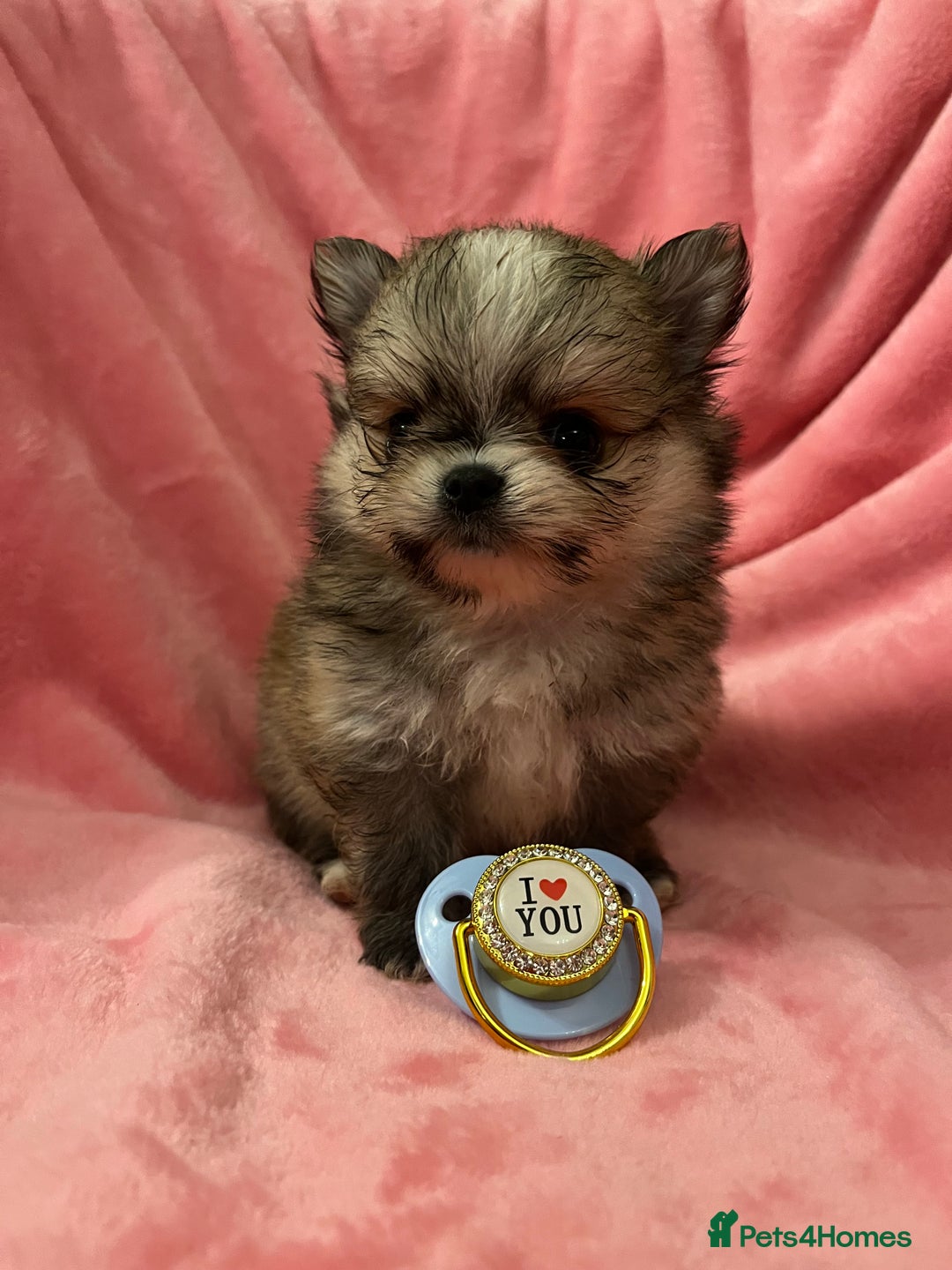 Pomchi dogs for sale: INCREDIBLE Thai/Korean pomchi READY 5th September  - Image 10