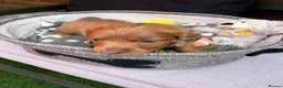 Miniature Dachshund dogs for sale: Long haired miniature dachshunds  in Liverpool - Advert 14