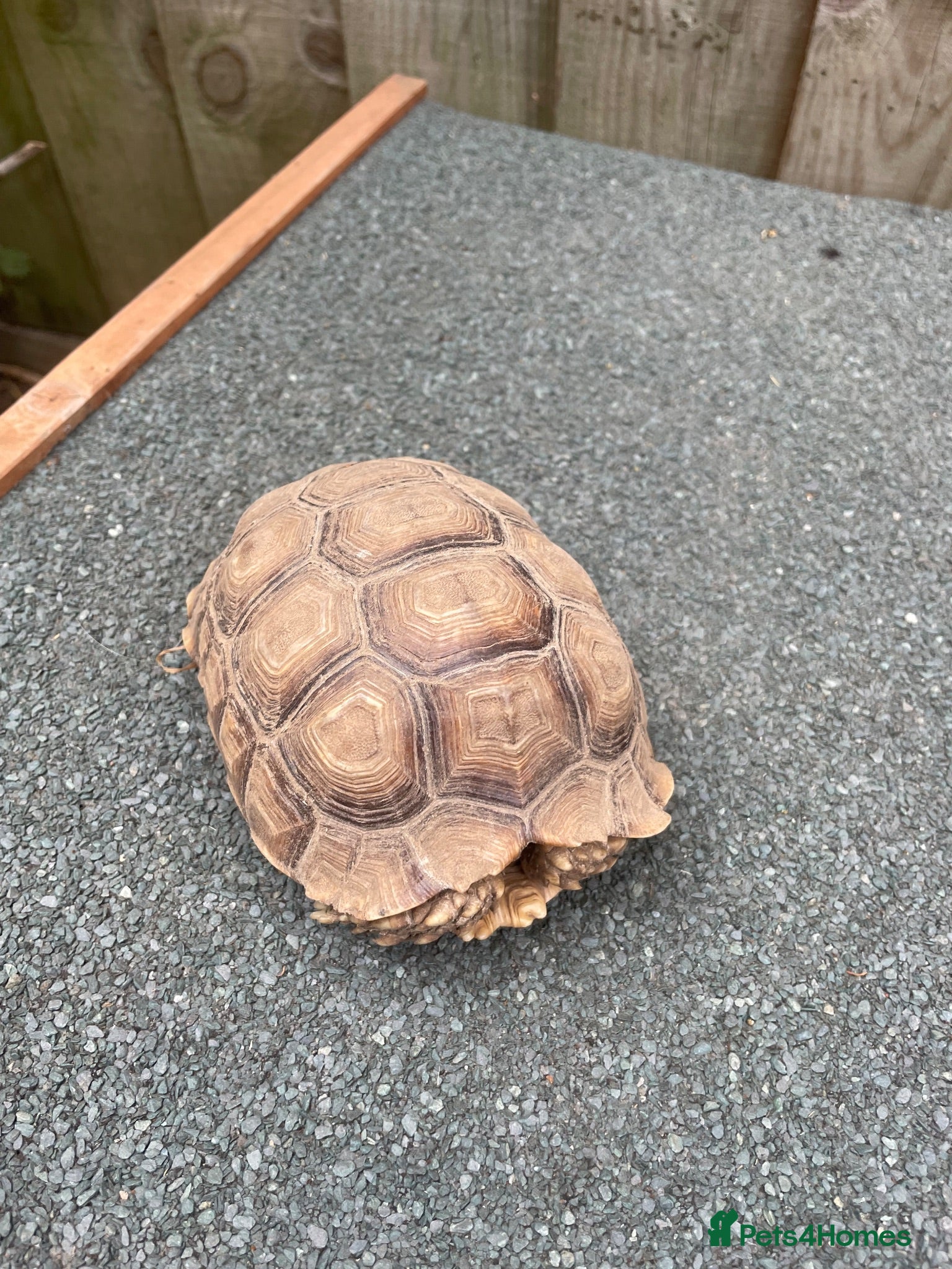 Tortoise reptiles Sulcata African Spurthighed Tortoise  - Advert 1