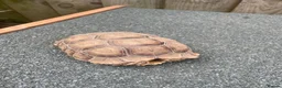 Tortoise reptiles for sale: Sulcata African Spurthighed Tortoise  in Braintree - Advert 1
