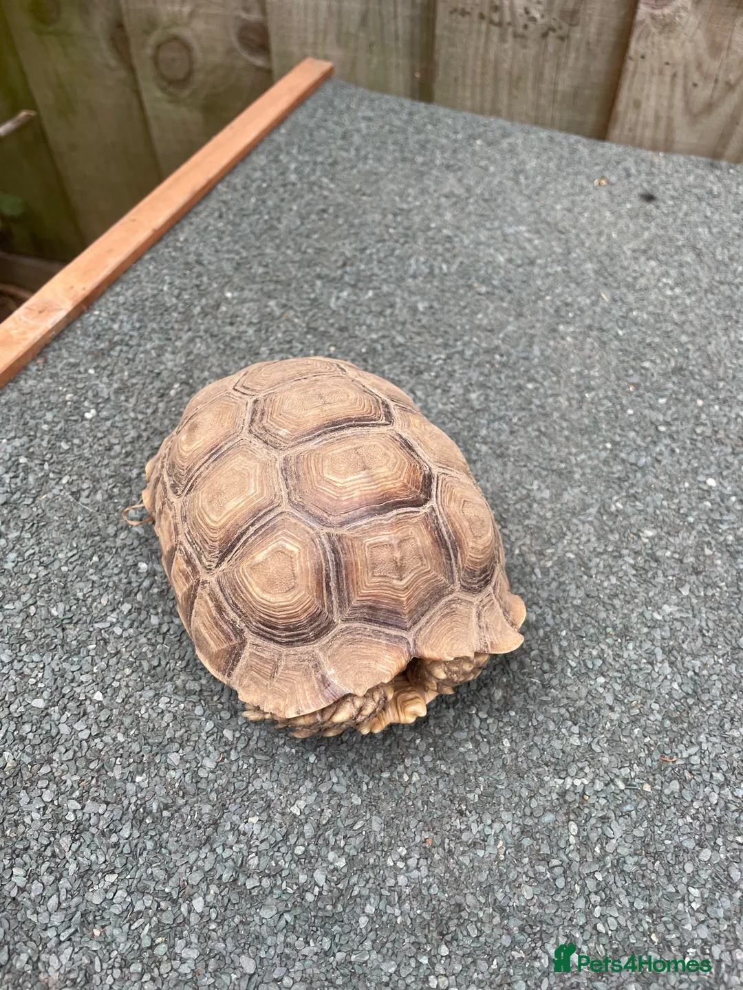 Tortoise reptiles for sale: Sulcata African Spurthighed Tortoise  in Braintree - Advert 1