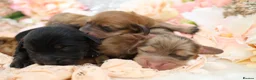 Miniature Dachshund dogs for sale: KC Longhair Miniature Dachshund Puppies - Advert 12