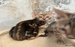 Bengal cats for sale: Bengal kittens ready now silver and marble boys - Image 6