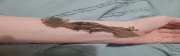 Gecko reptiles for sale: Uroplatus phantasticus Satanic Leaf-tailed Geckos - Advert 2