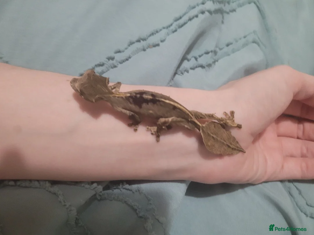 Gecko reptiles for sale: Uroplatus phantasticus Satanic Leaf-tailed Geckos - Advert 2
