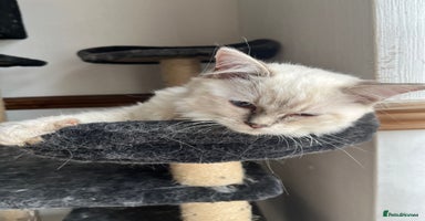 Ragdoll cats - Advert 8