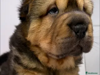 Shar Pei dogs Bear Coat Shar Pei KC Registered - Advert 6