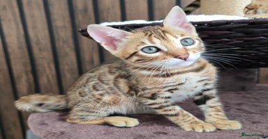 Bengal cats - Advert 3