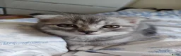 Scottish Fold cats for sale: 5 Pedigree Beautiful Loving Scottish Folds  - Advert 21