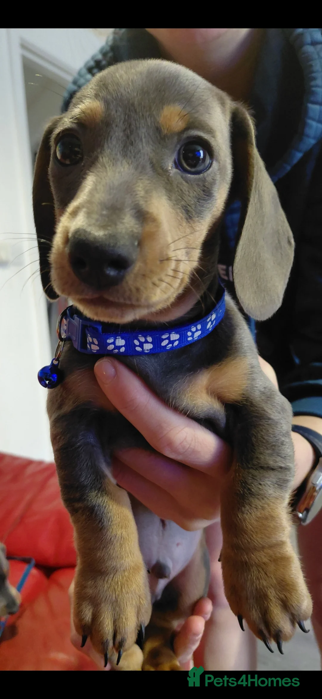 Miniature Dachshund dogs for sale: Miniature Daschund puppies  - Advert 2