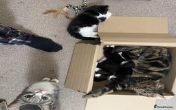 Mixed Breed cats for sale: Black and white kittens READY NOW - Image 7