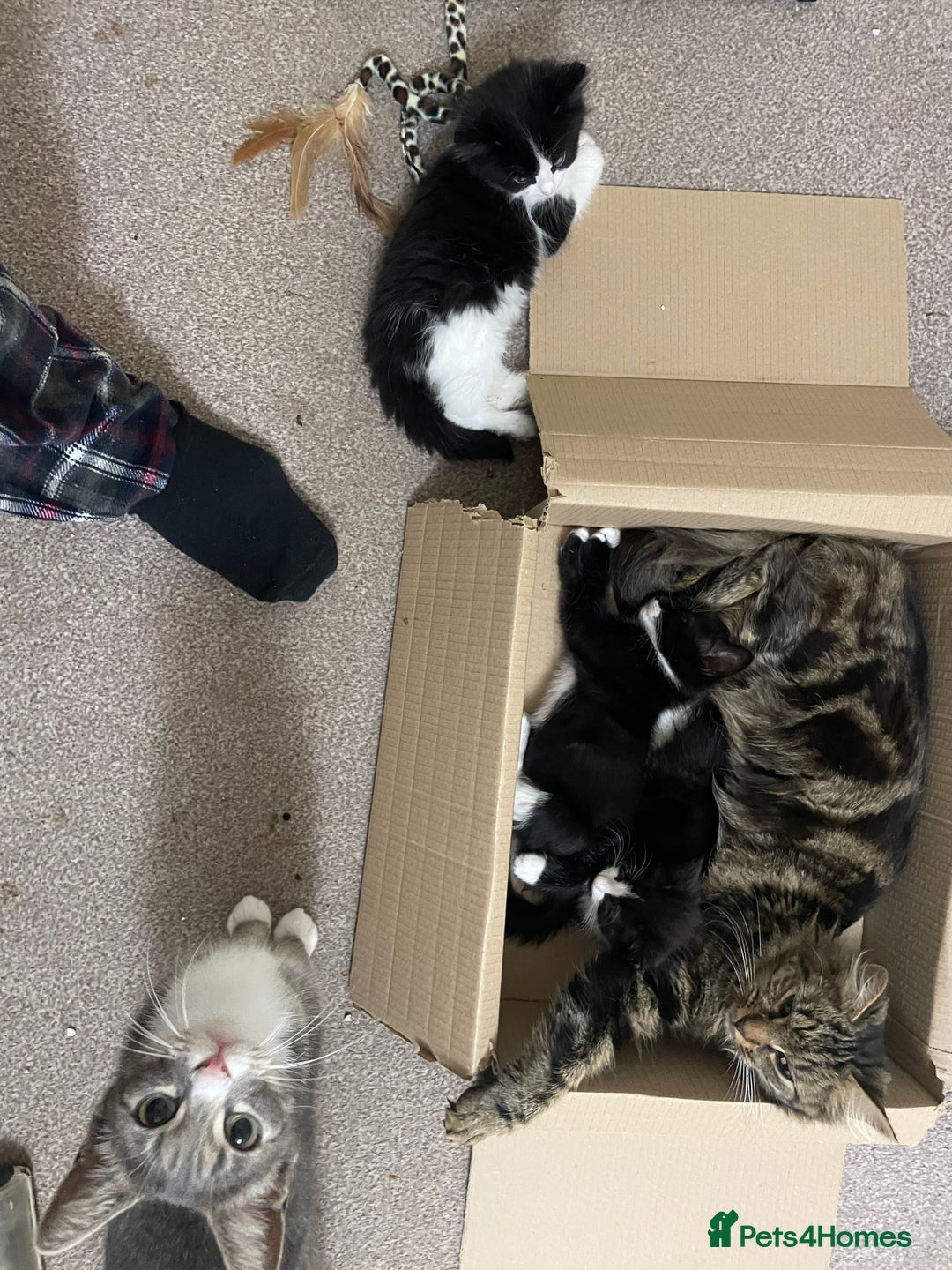 Mixed Breed cats for sale: Black and white kittens READY NOW - Image 7