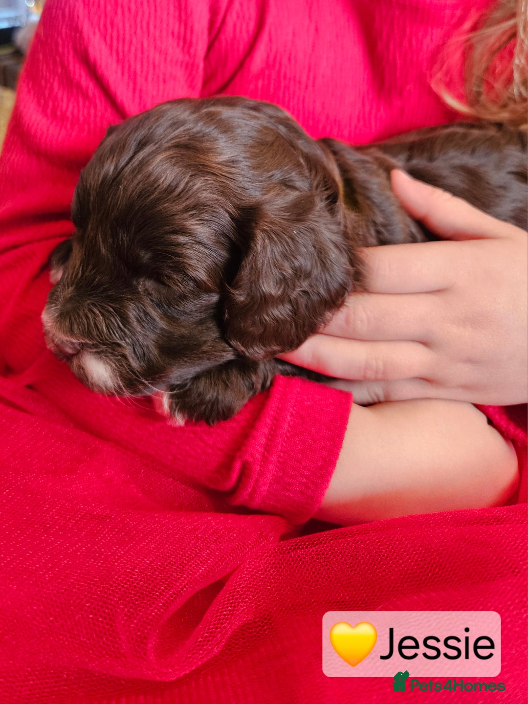 Cockapoo dogs for sale: F3b Cockapoo Puppies – DNA health tested - Advert 21