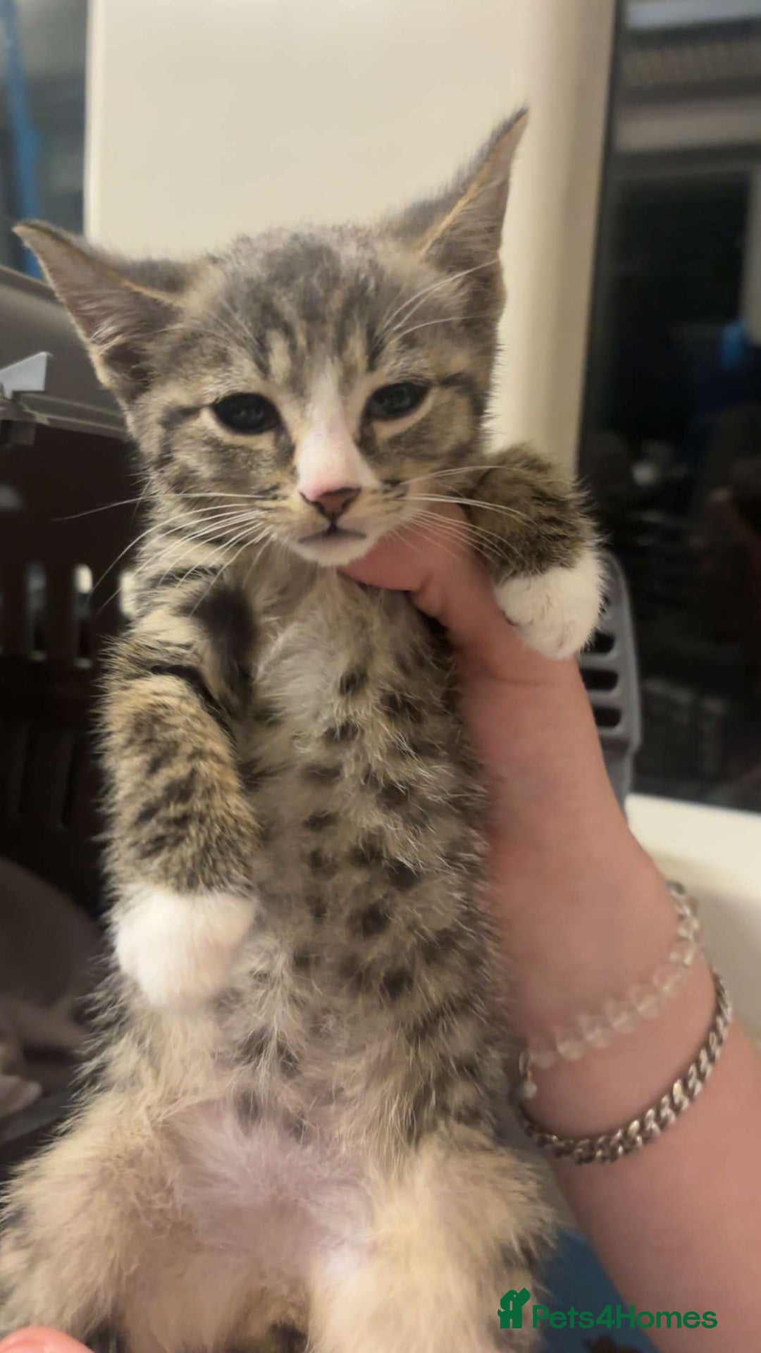 Mixed Breed cats for sale: 2 kittens rare coloured  - Advert 6