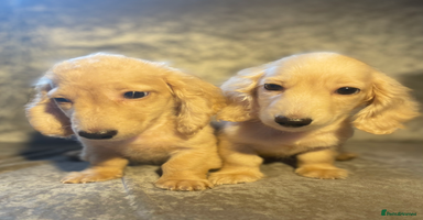 Dachshund dogs - Advert 2
