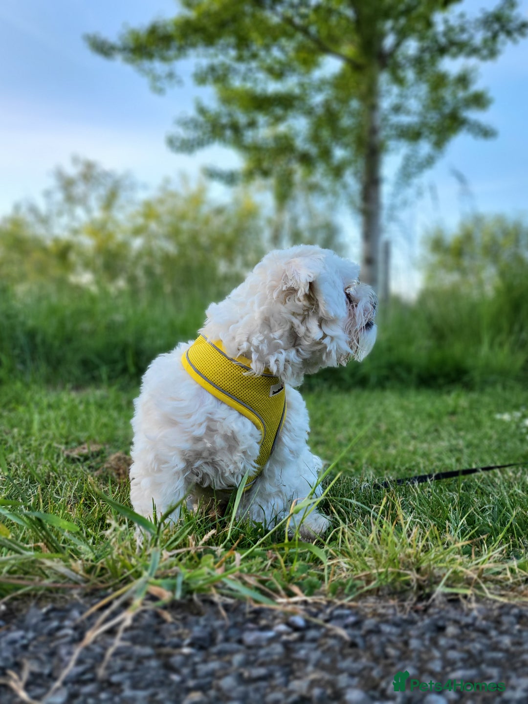 Maltese dogs for sale: Little Mia looking for forever home  - Image 19