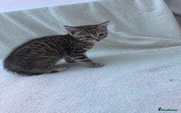 Mixed Breed cats for sale: Cute kittens looking for nice home  - Image 17