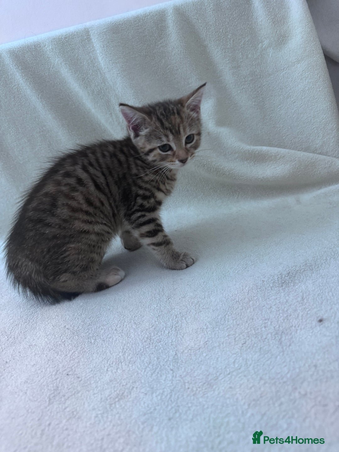Mixed Breed cats for sale: Cute kittens looking for nice home  - Image 17