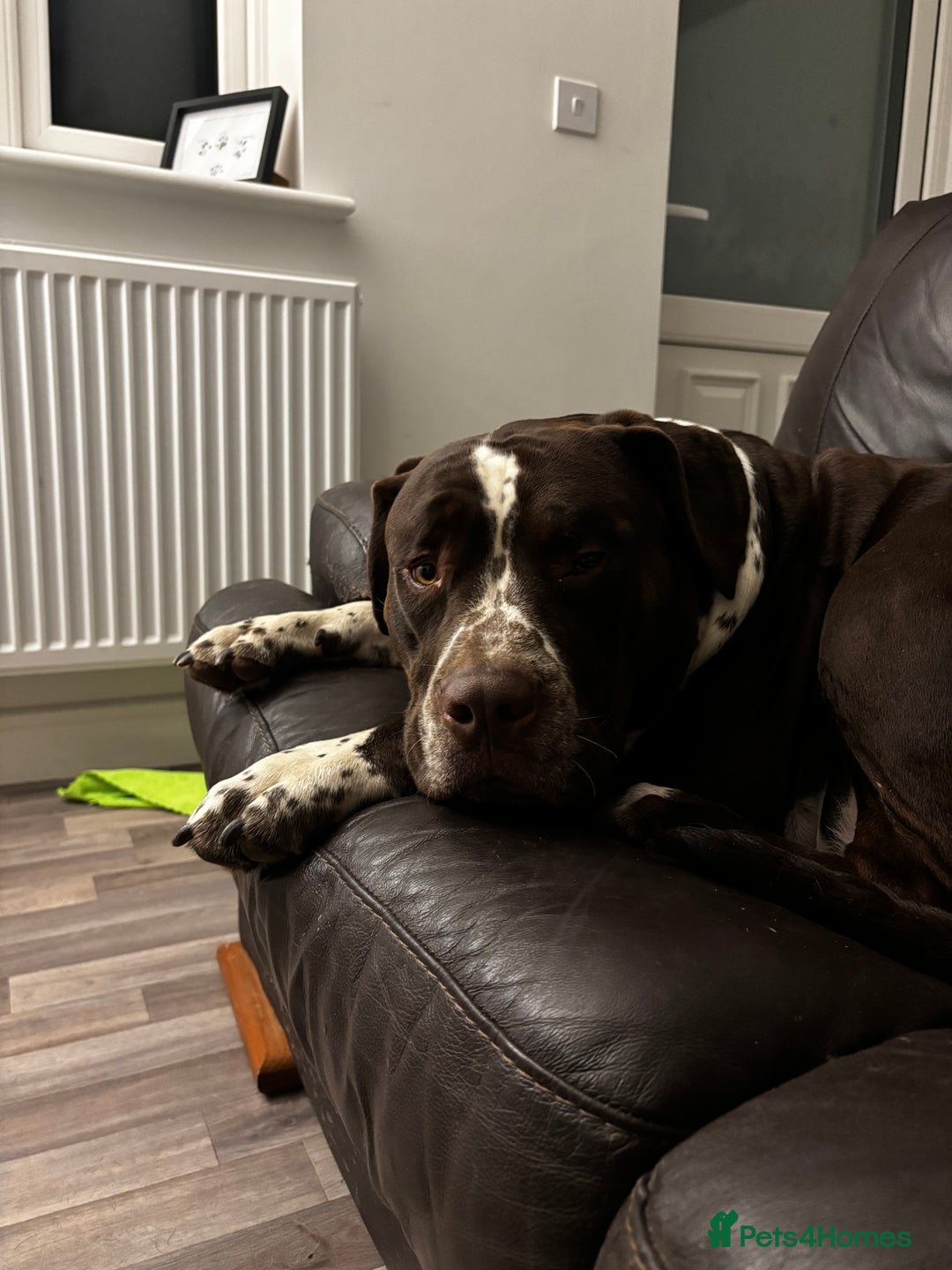 Mixed Breed dogs for sale: House hippo Zero🤍 - Advert 5