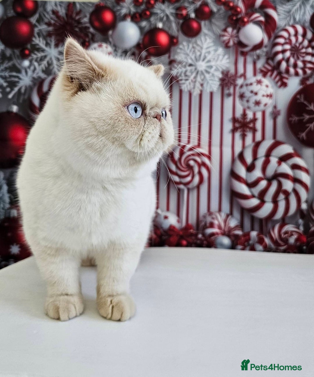 Exotic cats for sale: Chunky GCCF reg pedigree male exotic SH kitten  - Advert 1