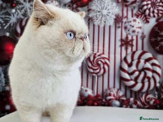 Exotic cats Chunky GCCF reg male exotic SH kitten - Advert 1