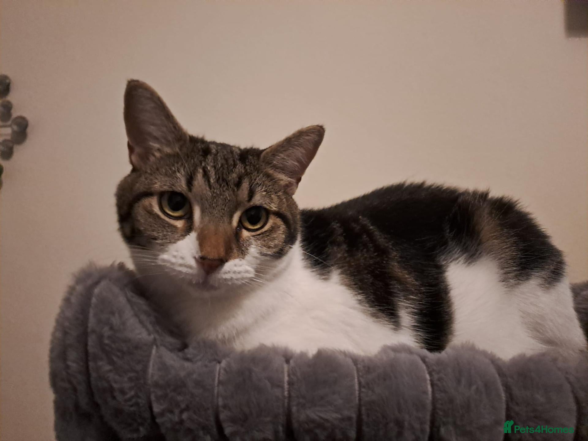 Mixed Breed cats Much loved cat Lola - Advert 2