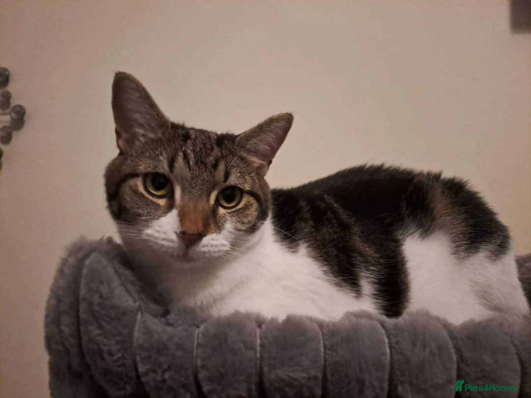 Mixed Breed cats for sale: Much loved cat Lola in Tewkesbury - Advert 1