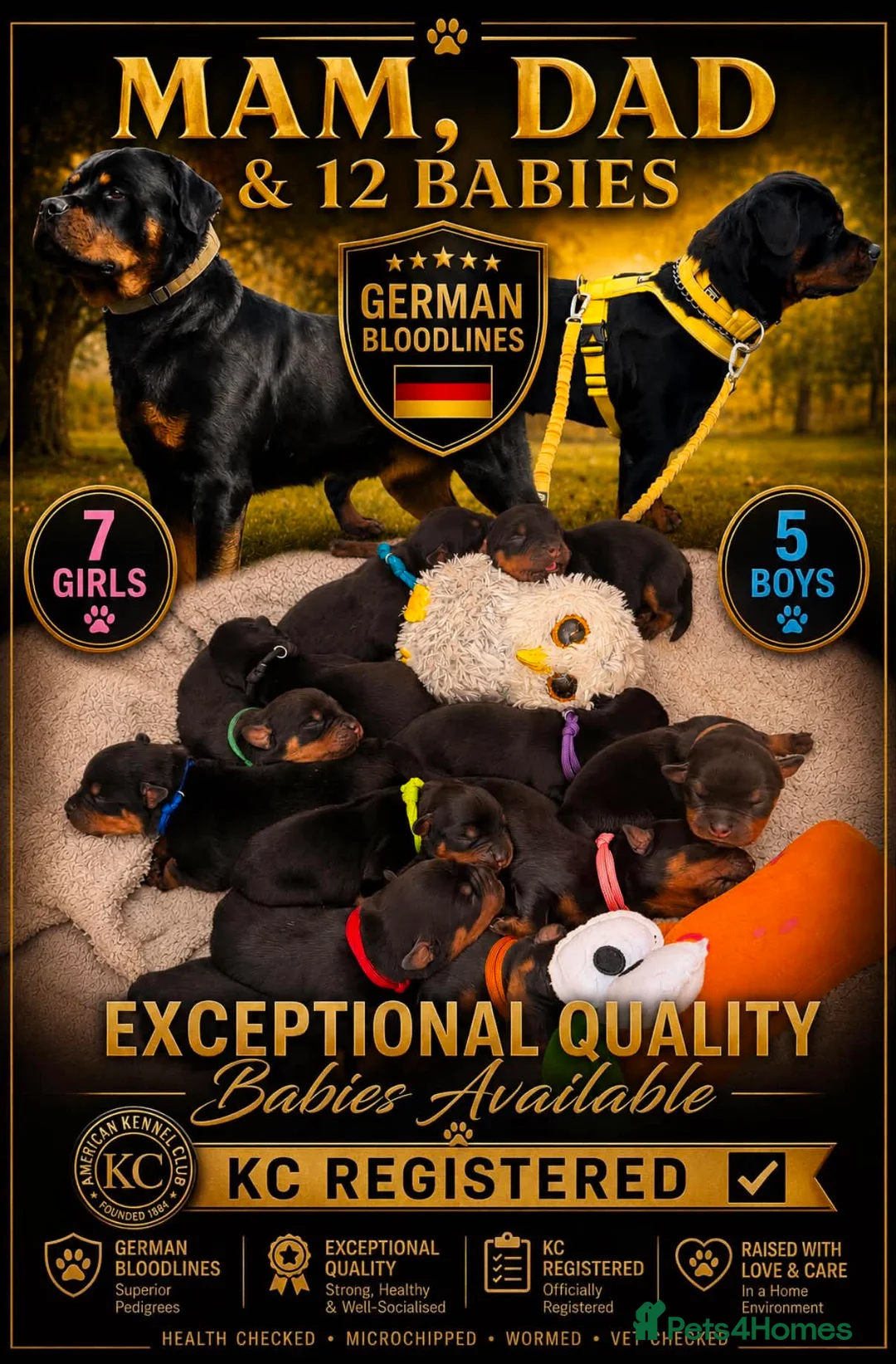 Rottweiler dogs for sale: ⭐️ KC registered Rottweiler puppies ⭐️ - Advert 1