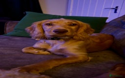 Cocker Spaniel dogs for stud: Cocker spaniel stud *PROVEN* - Image 2