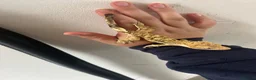 Gecko reptiles for sale: Crested Gecko in Sheerness - Advert 5