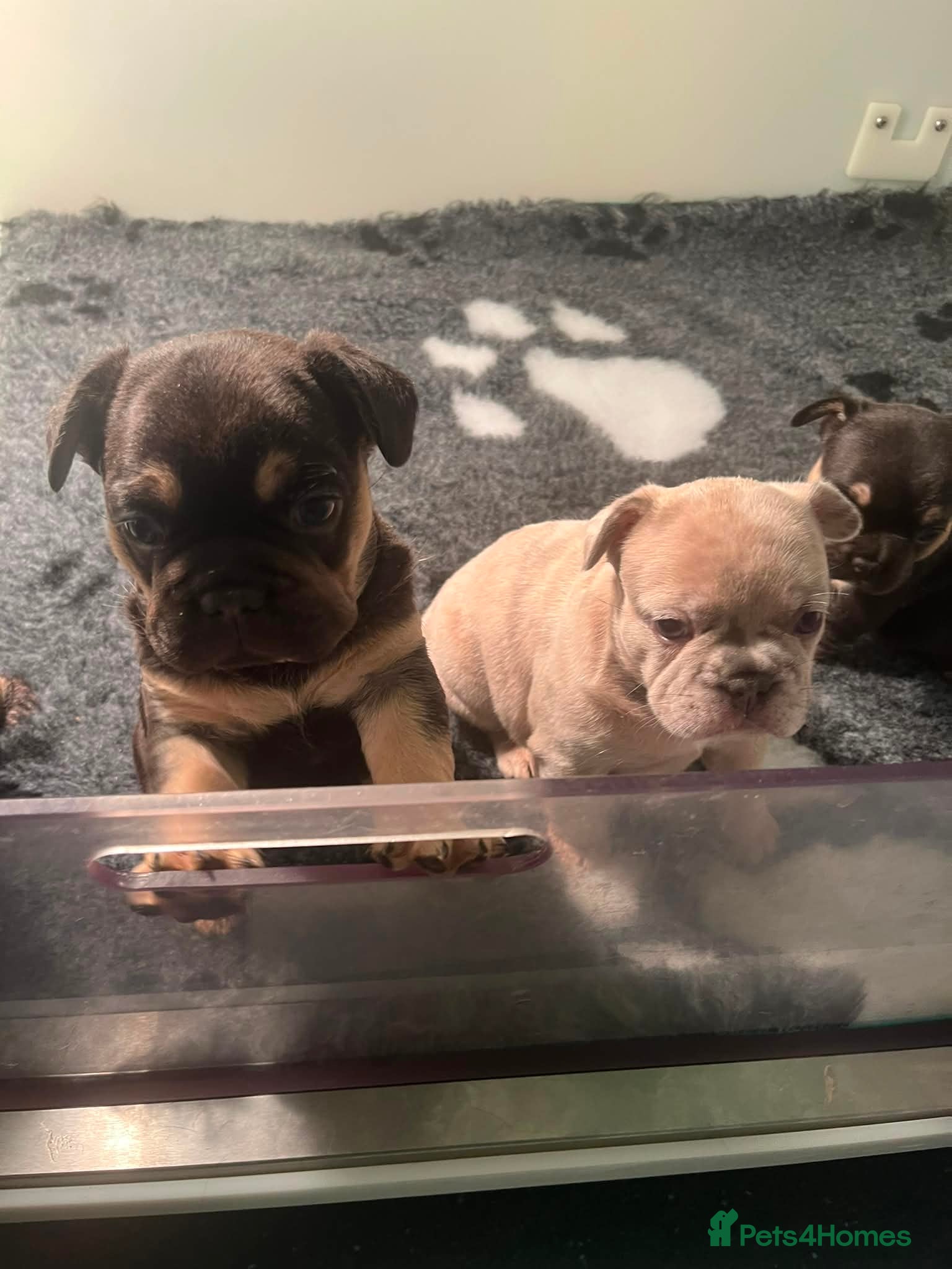 French Bulldog dogs French bulldog fluffy carriers  - Advert 1