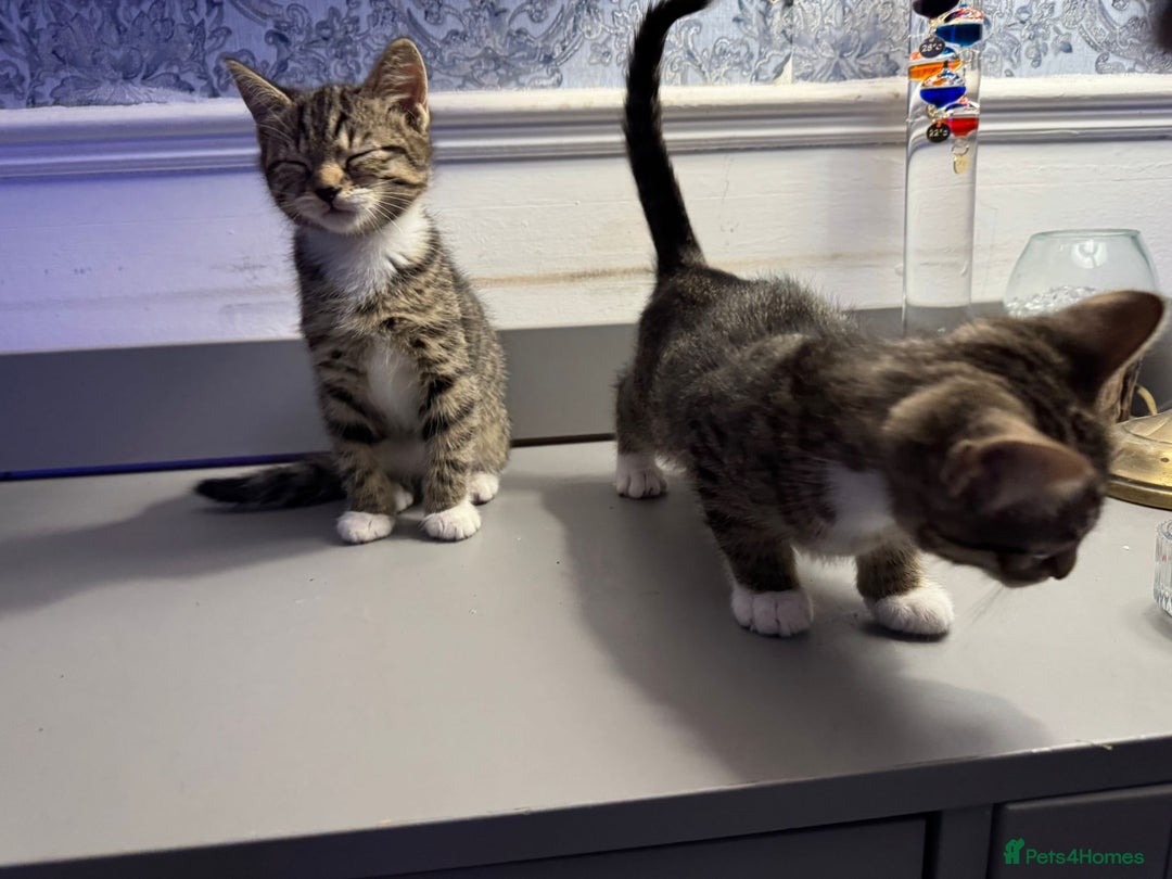 Domestic Shorthair cats for sale: Five lovely kittens for sall - Image 5
