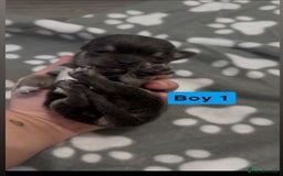 Chihuahua dogs for sale: X7 chihuahua puppies  - Image 15