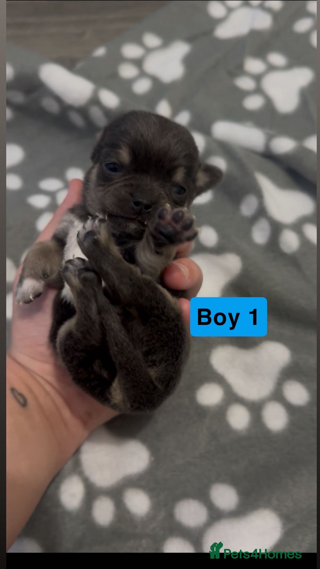 Chihuahua dogs for sale: X7 chihuahua puppies  - Image 15