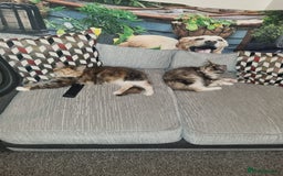 Maine Coon cats for sale: 2 FEMALE MAINECOON KITTENS  - Image 7