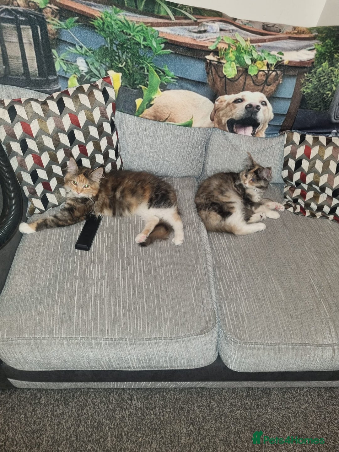 Maine Coon cats for sale: 2 FEMALE MAINECOON KITTENS  - Image 7