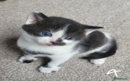 British Shorthair cats for sale: Adorable Fluffy 5x Shorthair Kittens *urgent sale - Image 9