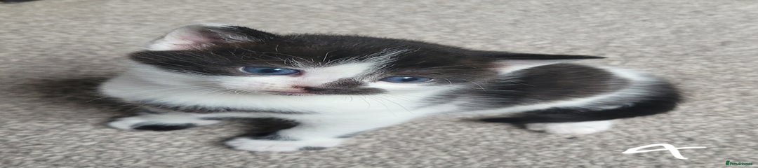 British Shorthair Kitten 4