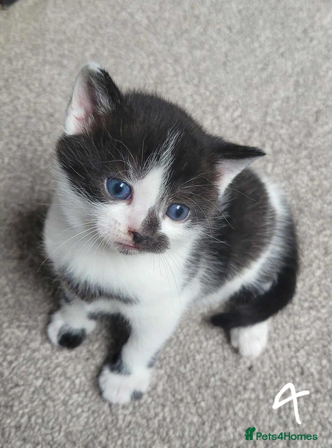 British Shorthair cats for sale: Adorable Fluffy 5x Shorthair Kittens *urgent sale - Image 9