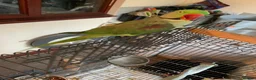 Parrots birds for sale: Male Alexandrian parrot  in Llandrindod Wells - Advert 3
