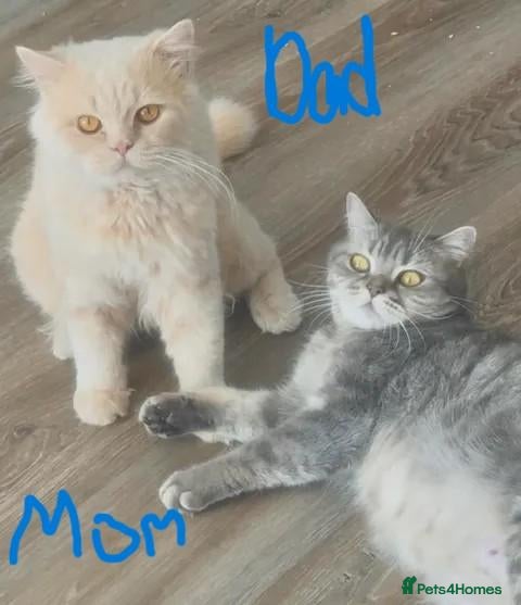 British Shorthair cats Beautiful British Shorthair Kittens - Advert 1