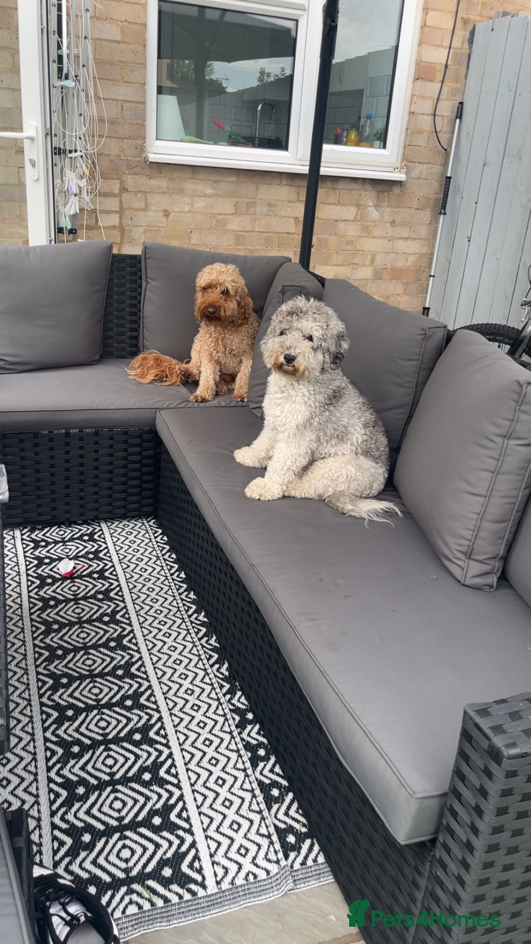 Cockapoo dogs for sale: Beautiful cockapoos - Image 4
