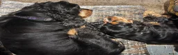 Cocker Spaniel dogs for sale: Cocker Spaniel Show Type - Advert 6